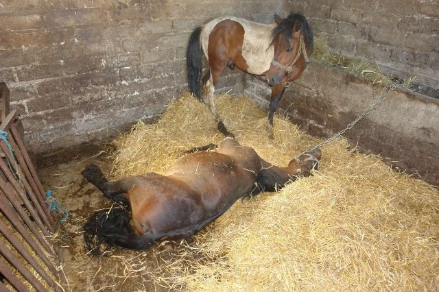 Znęcał się nad zwierzętami pod Wągrowcem. Sprawę bada prokurator