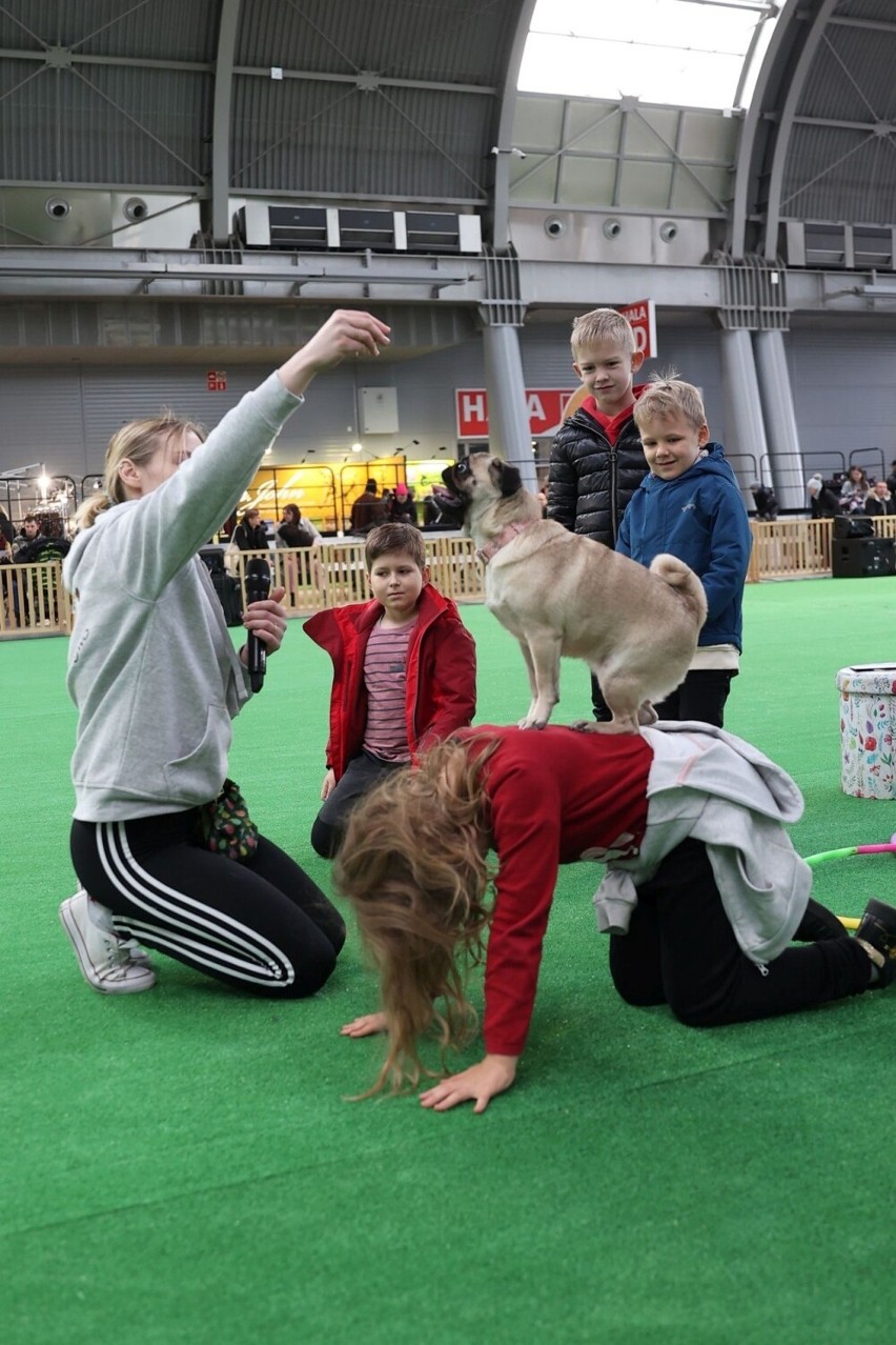 Wystawa psów w Targach Kielce. Nie brakuje atrakcji dla najmłodszych. Zobacz zdjęcia