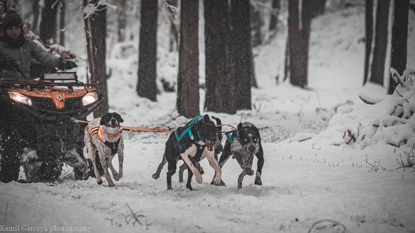 Psie zaprzęgi trenowały na Jurze w zimowych warunkach.