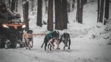 Zjazd psich zaprzęgów na Jurze - treningi były trudne ze względu na zimowe warunki. Zobaczcie zdjęcia