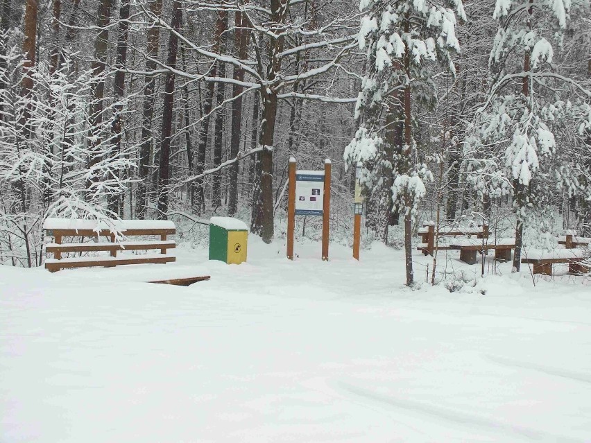 Piękne zimowe widoki w starachowickich lasach. Mnóstwo śniegu. Zobacz zdjęcia