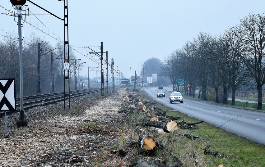 Na zlecenie PKP PLK w Opolu wycinka prowadzona jest na...