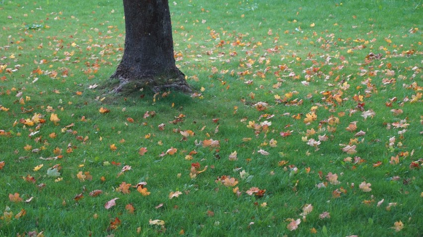 Jesienny spacer po parku w Sławnie i Darłowie. Tu można będzie chodzić bez maseczki [ZDJĘCIA]