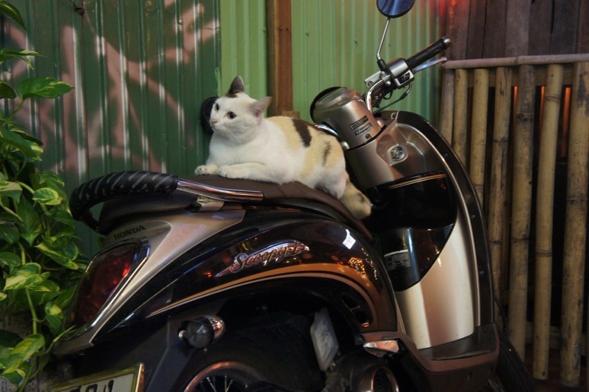Ponętna kotka z Bangkoku.