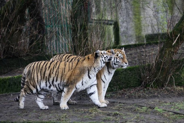 Uczestnicy odwiedzą m.in. łódzkie ZOO