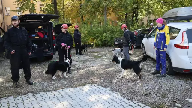 Ruiny szpitala przy u. Karmelickiejw Wadowicach. Ćwiczenia ratowników z psami.