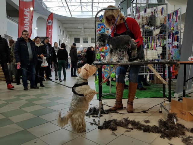 17 lutego w Centrum Targowym "Park" odbyły się targi "Wszystko dla psa i kota". Miłośnicy czworonogów mogli zapoznać się z najnowszymi trendami w branży zoologicznej czy kupić nowe zabawki dla swoich pupili. Zobaczcie zdjęcia z targów! 

Zobacz też:
Te psy z toruńskiego schroniska czekają na adopcję!
Najdroższe koty świata. Zobacz zdjęcia!