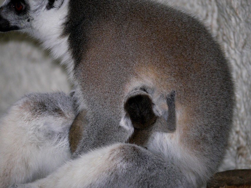 W zamojskim zoo przyszły na świat trzy lemury