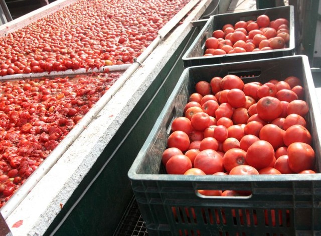 Pod bramy Agros-Novy podjeżdżają ciągniki pełne pomidorów. Sezon w tym roku opóźnił się około dwóch tygodni, więc dostawy tych dojrzałych czerwonych warzyw ciągle trwają. - Pomidory są dorodne, ale wydajność z hektara mogłaby być lepsza - mówi Daniel Powroźnik z Chocenia. - W ubiegłym roku udało się zebrać około pięćdziesięciu ton z hektara, w tym trochę mniej. Z pomidorów produkowany jest sok i koncentrat. Ten z kolei przerabiany będzie m.in. na słynny włocławski keczup.