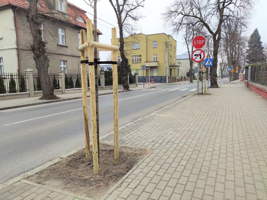 Kościan. Nowe nasadzenia drzew. Sadzono lipy