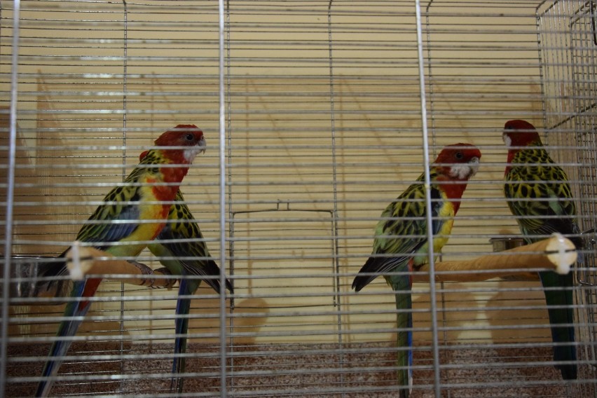 Wystawa ptaków w Wieszowie