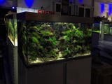 Aquascaping - niezwykła sztuka tworzenia podwodnych ogrodów. W Warszawie mieszka mistrz Europy