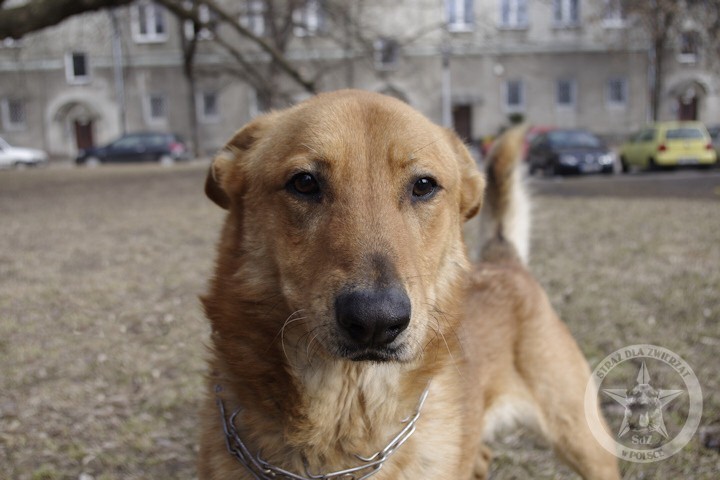 Brutus -  łagodny zwierzak znaleziony w Okienku Życia