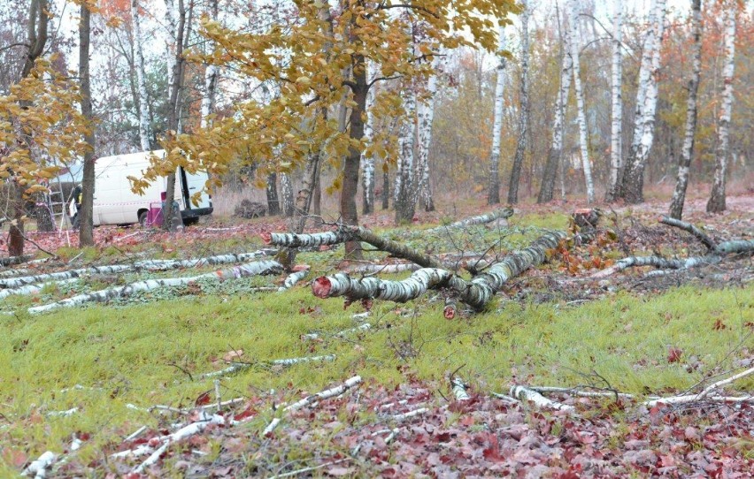 NOWY DĘBIEC. Wycinka drzew nad jeziorem w granicach obszaru Natura 2000 prowadzona na zlecenie władz gminy Kościan [ZDJĘCIA] 