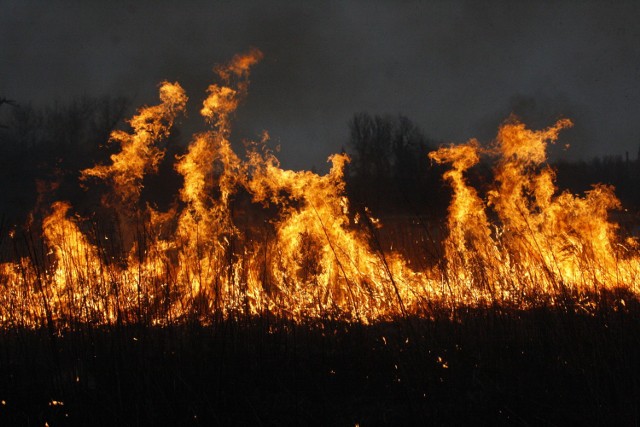 Pożary traw wiosną to jedno z największych zagrożeń dla zwierząt i mieszkańców