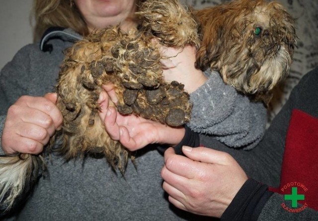 Tak wyglądały psy trzymane w hodowli Izabeli i Romana G. Za znęcanie się nad zwierzętami właścicielom hodowli grozi do trzech lat więzienia.