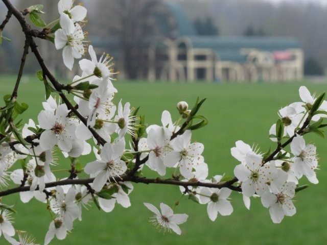 Park Śląski: Aleja Zakochanych czeka na chętnych