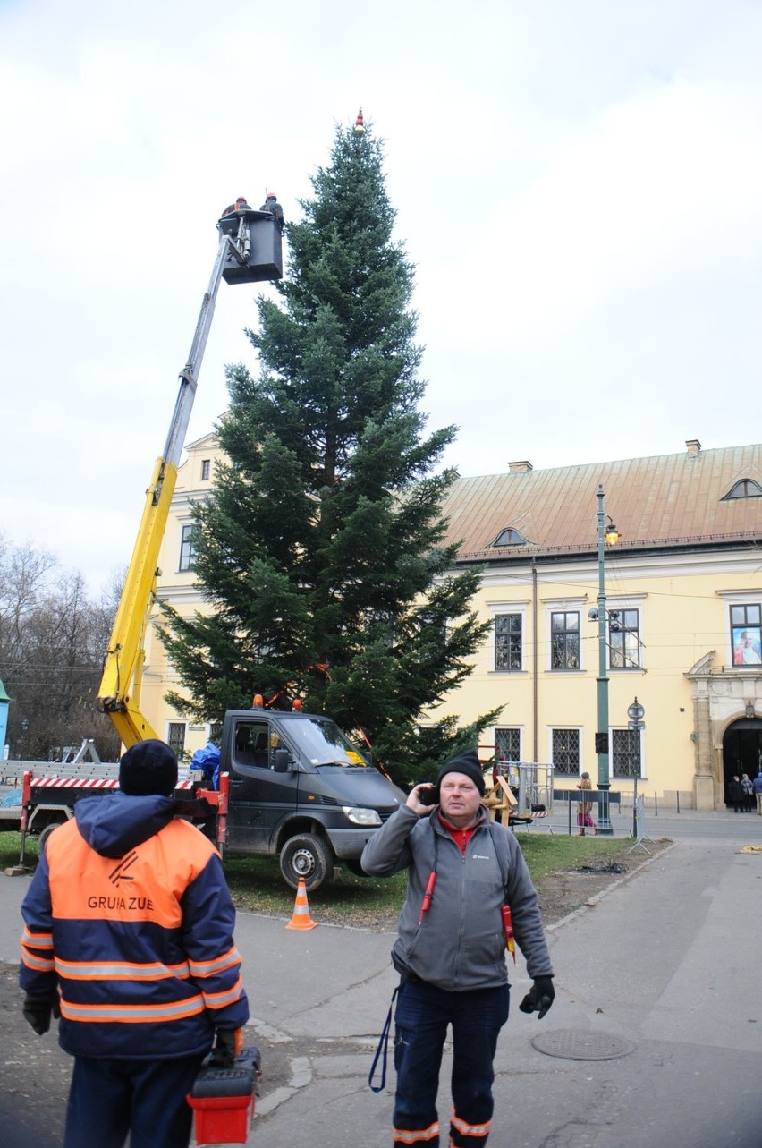 Kraków. Na Franciszkańskiej szykują już choinkę. W sobotę zapalą lampki [ZDJĘCIA]