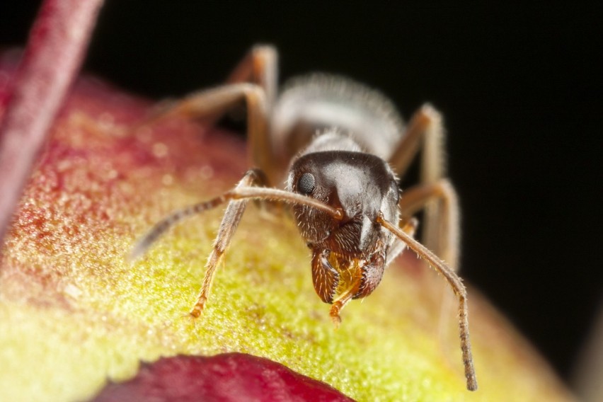 Mrówka faraona: Monomorium pharaonis...