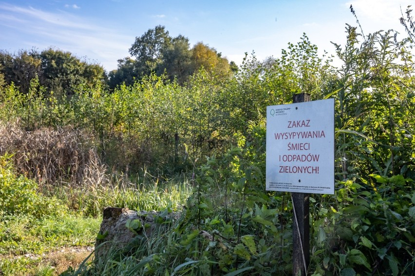 25 tys. drzew dla Tokarczuk. W Nowej Hucie rośnie Las Prawiek na pamiątkę Nobla dla autorki "Ksiąg Jakubowych"