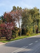 Złota jesień w Kraśniku i okolicach. Zobacz wyjątkową galerię zdjęć Czytelników 