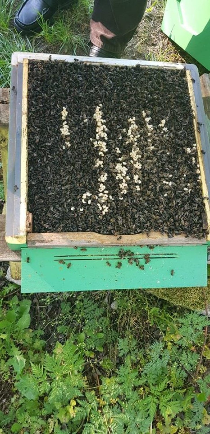 Gmina Kiszkowo: nieznany sprawca wytruł około 600 tysięcy pszczół