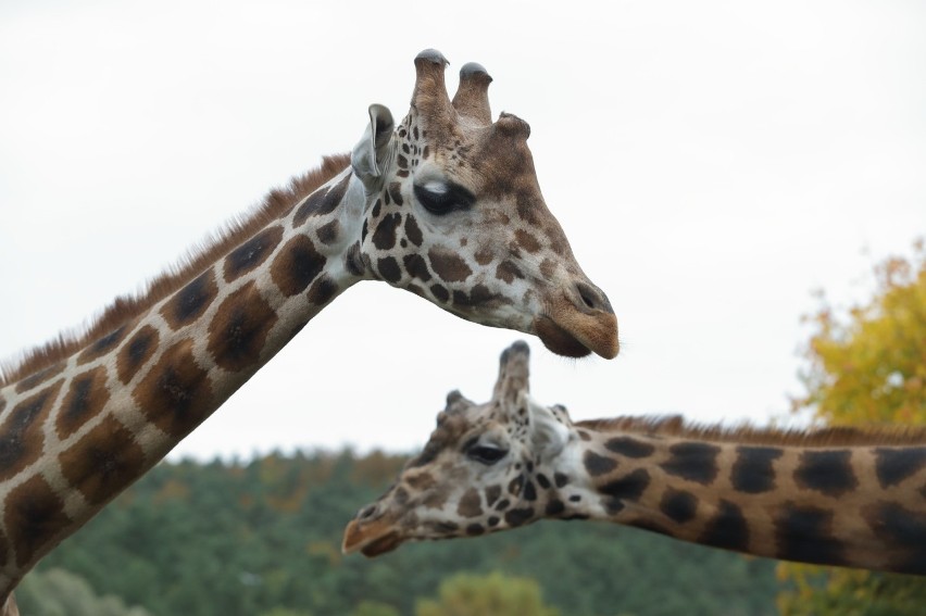 Żyrafa, walabie i zebra nowymi mieszkańcami zoo