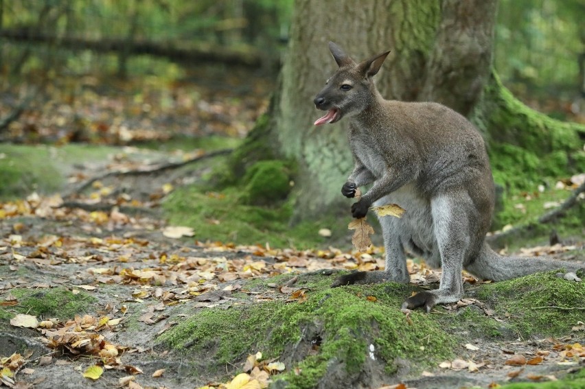 Żyrafa, walabie i zebra nowymi mieszkańcami zoo