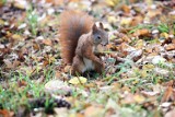 Legnickie wiewiórki zaczęły robić zapasy na zimę, zobaczcie zdjęcia