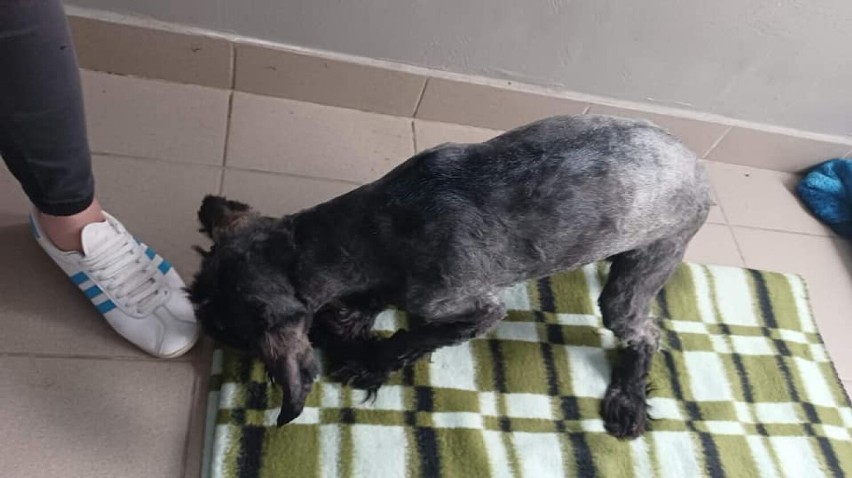 Psa znaleziono na posesji w Gaszowicach