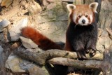 Panda mała dostała we Wrocławiu dwa domy z ogrodem [foto, wideo]