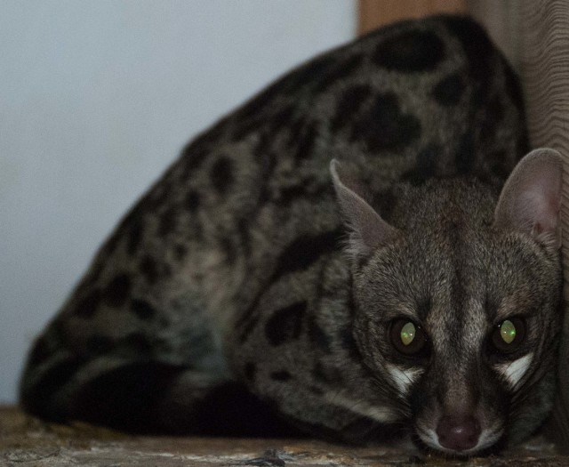 Żeneta z bydgoskiego zoo.