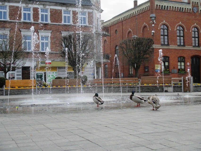 Kacza rodzina przy puckiej fontannie