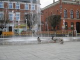 Kacza rodzina w Pucku. Zwierzaki maszerują z portu na kąpiel w fontannie | ZDJĘCIA