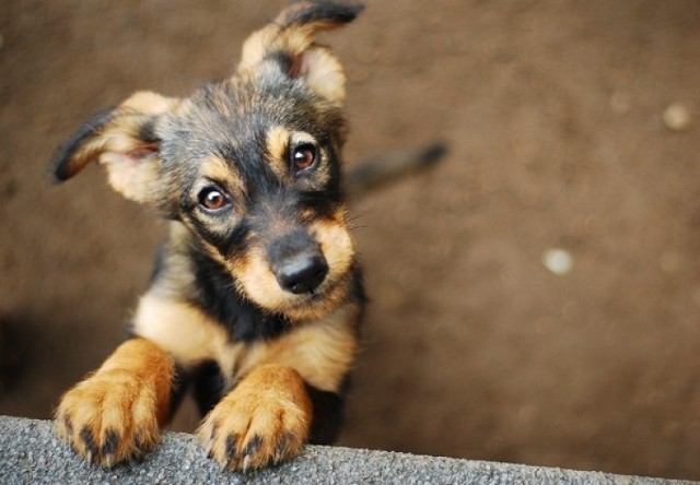 Zwierzęta ze schroniska czekają na adopcję