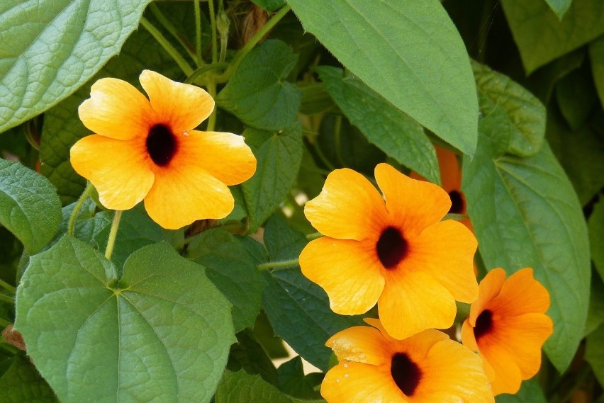 Bardzo wdzięcznym pnączem jest thunbergia oskrzydlona. Może...