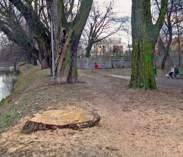 W parku Miejskim w Kościanie w ramach jego porządkowania wycięto około 200 drzew