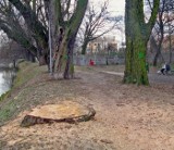 Kościan: Od lutego trwa porządkowanie parku Miejskiego