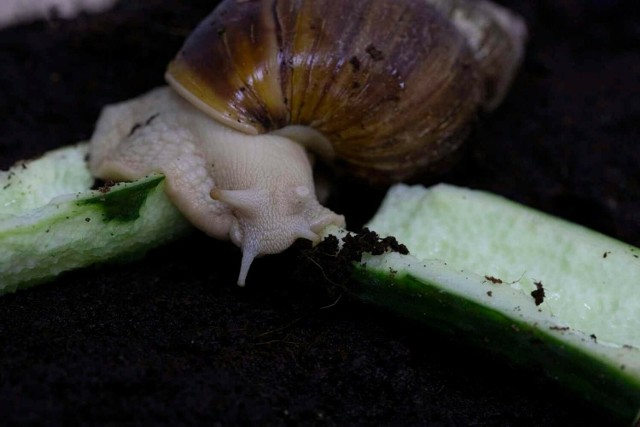 Towarzystwo Opieki nad Zwierzętami w Kielcach ma do adopcji dwa ślimaki afrykańskie. 


Zobacz zdjęcia