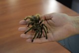 Tak wygląda wystawa pająków i skorpionów w Lewinie Brzeskim. Jest co podziwiać!