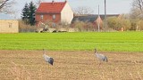 Już są! Na polach w powiecie górowskim znów można spotkać żurawie