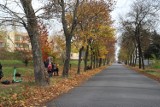 Udana akcja mieszkańców, radnych i stowarzyszeń w Kielcach. Uratowali przed wycinką kilkanaście drzew. Zobacz zdjęcia i film 