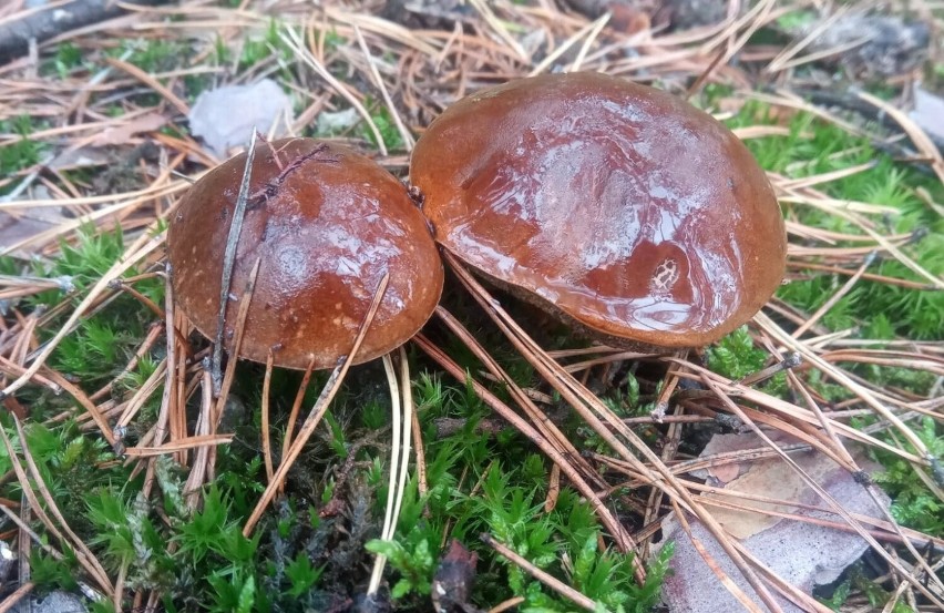 Takie piękne grzyby rosły w środę w lesie koło Emili w...