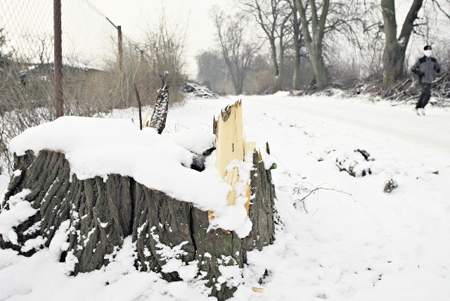 Władze graniczącej z Gdynią gminy oraz przedstawiciele portu lotniczego zapewniają, że wycięte drzewa były chore i stanowiły zagrożenie dla mieszkańców i działkowców.