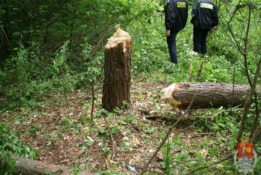 Pijani ścięli sosnę: Uciekli, gdy przygniotła kolegę