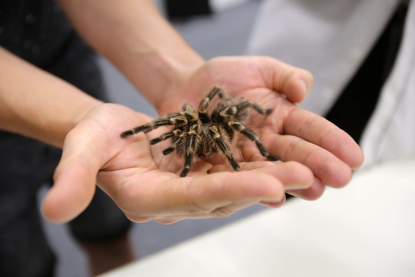 Jadowite pająki i skorpiony na wystawie w Europie Centralnej w Gliwicach. Można je nawet wziąć na rękę