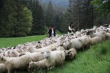 Redyk w Korbielowie 2015. Już po raz dziewiętnasty wymieszali owce [ZDJĘCIA]