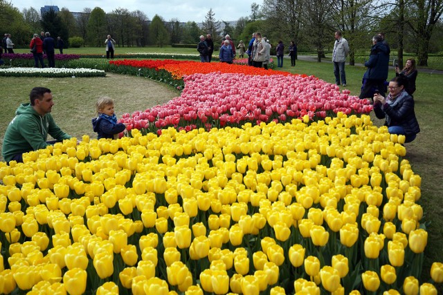 - Ogród Botaniczny w Łodzi

W tym roku na terenie Ogrodu Botanicznego w Łodzi zakwitnie 65 tys. cebul tulipanów w ponad 40 odmianach. Z czego na specjalnie przygotowanych kolistych rabatach, prezentowanych będzie 50 tys. tulipanów w 28 odmianach (w tym 20 odmian po raz pierwszy) pochodzących z trzech grup, będą to: mieszańce Darwina, tulipany Triumpha i tulipany pełne wczesne. 

Ogród Botaniczny w okresie od 1 kwietnia do 31 października otwarty jest codziennie.
Godziny otwarcia Ogrodu: 	
-&nbsp;kwiecień 9.00-19.00 (kasy czynne do godz. 18.00)
-&nbsp;maj 9.00- 20.00 (kasy czynne do godz. 19.00)