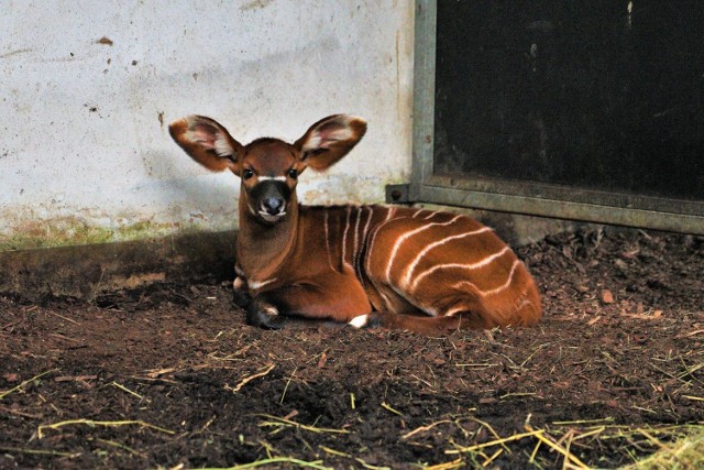 Zoo Opole. Wyjątkowe urodziny w ogrodzie zoologicznym - na świat przyszła mała antylopa bongo