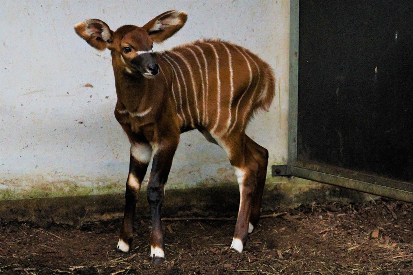 Zoo Opole. Wyjątkowe urodziny w ogrodzie zoologicznym - na...